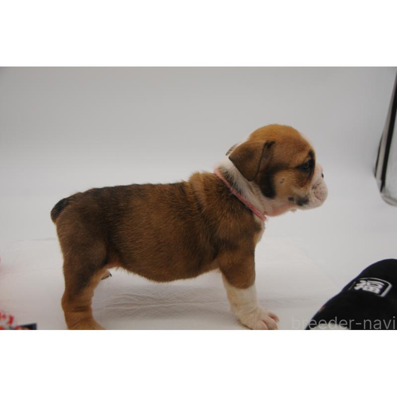 販売中の岡山県のブルドッグ-438064の5枚目