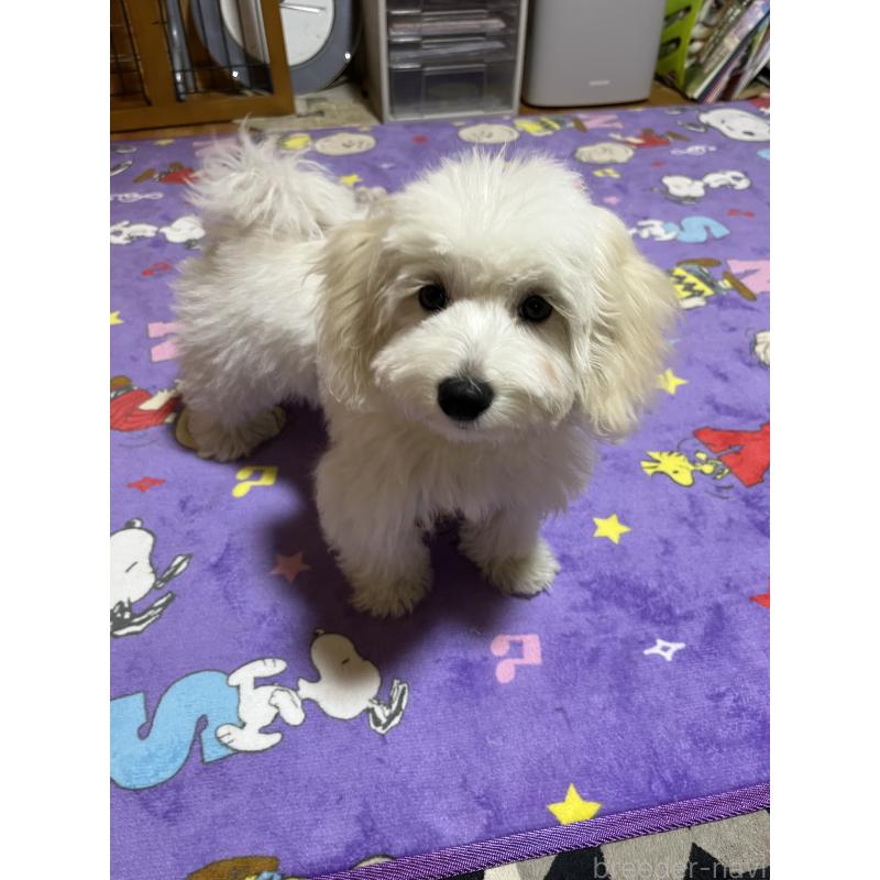 販売中の埼玉県のミックス犬-422344の3枚目