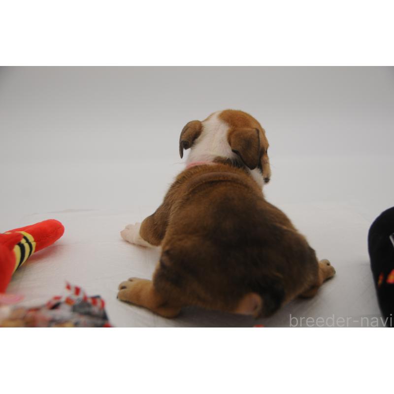 販売中の岡山県のブルドッグ-438064の4枚目