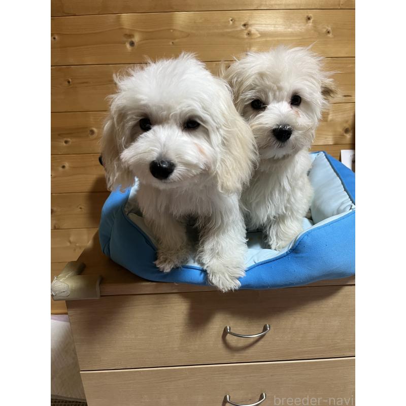 販売中の埼玉県のミックス犬-422344の2枚目