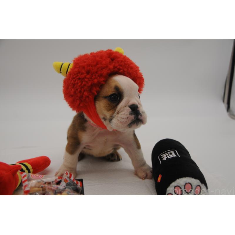 販売中の岡山県のブルドッグ-438064の3枚目