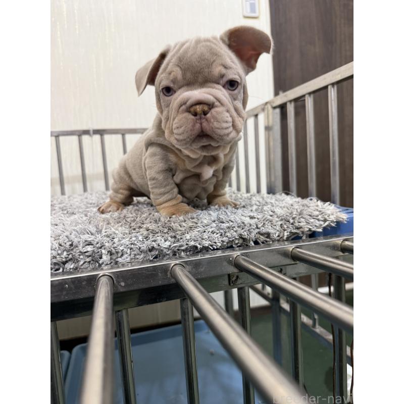 販売中の茨城県のフレンチブルドッグ-438065の5枚目