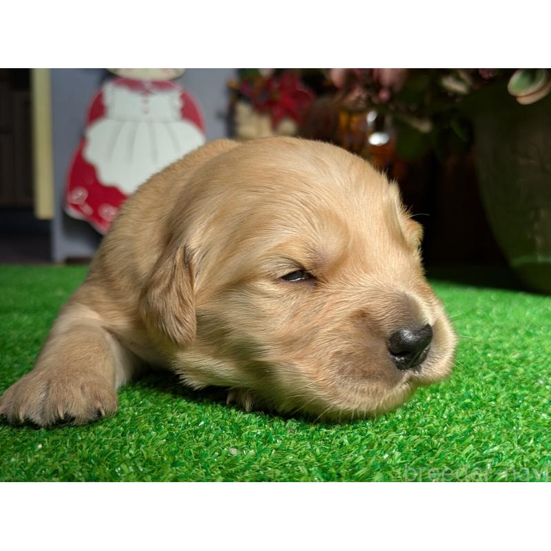 販売中の鹿児島県のゴールデンレトリーバー-438066の4枚目