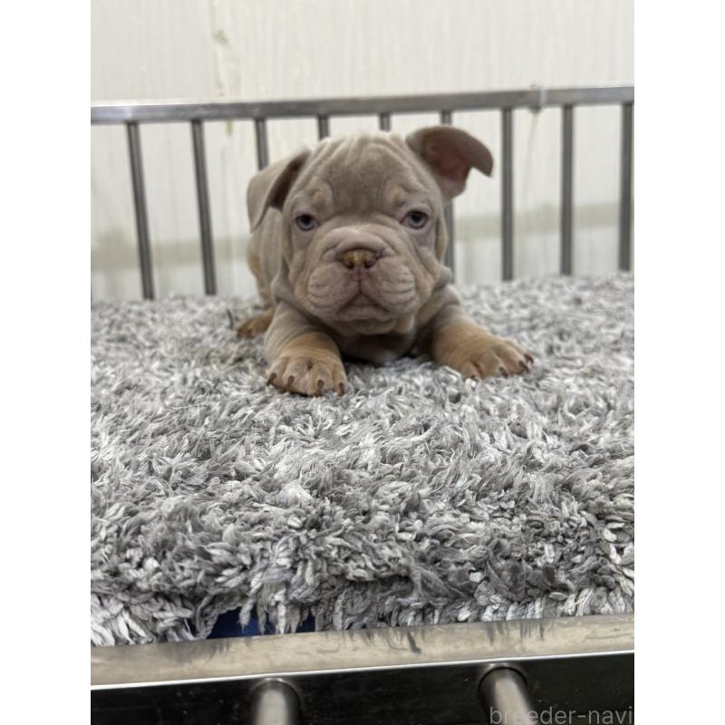 販売中の茨城県のフレンチブルドッグ-438065の4枚目