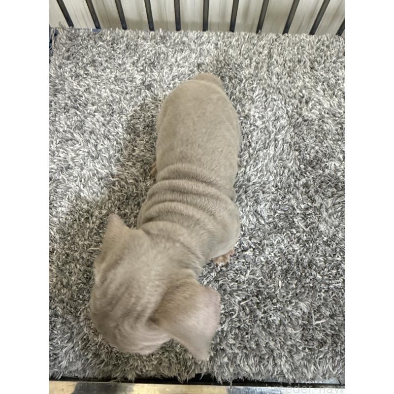 販売中の茨城県のフレンチブルドッグ-438065の3枚目