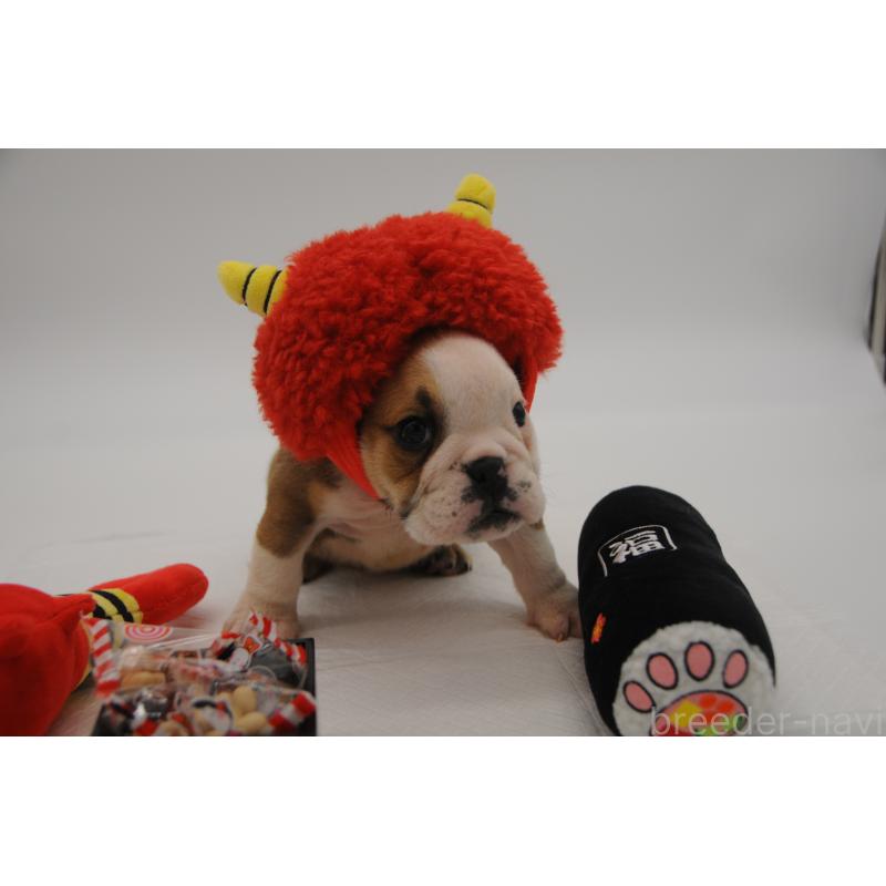 販売中の岡山県のブルドッグ-438064の2枚目