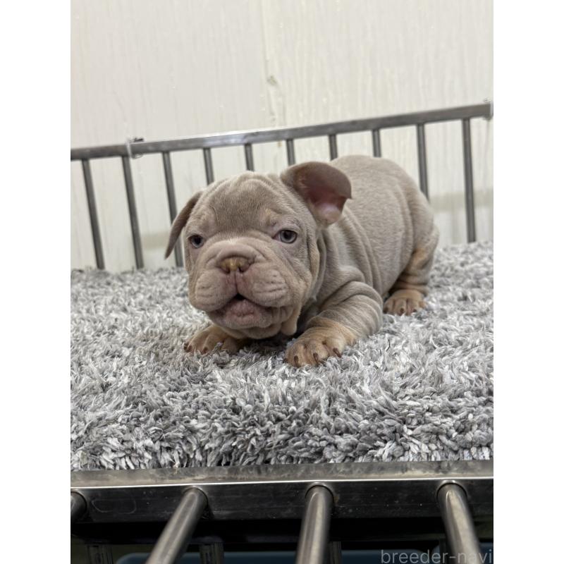 販売中の茨城県のフレンチブルドッグ-438065の2枚目