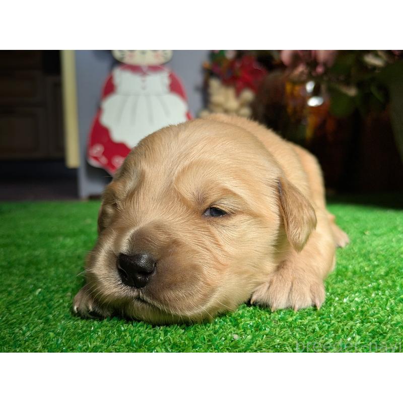 販売中の鹿児島県のゴールデンレトリーバー-438066の3枚目