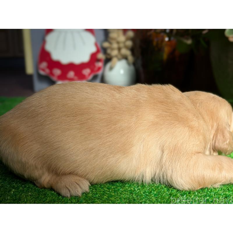 販売中の鹿児島県のゴールデンレトリーバー-438066の2枚目