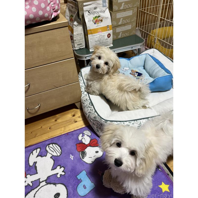 成約済の埼玉県のミックス犬-422338の3枚目