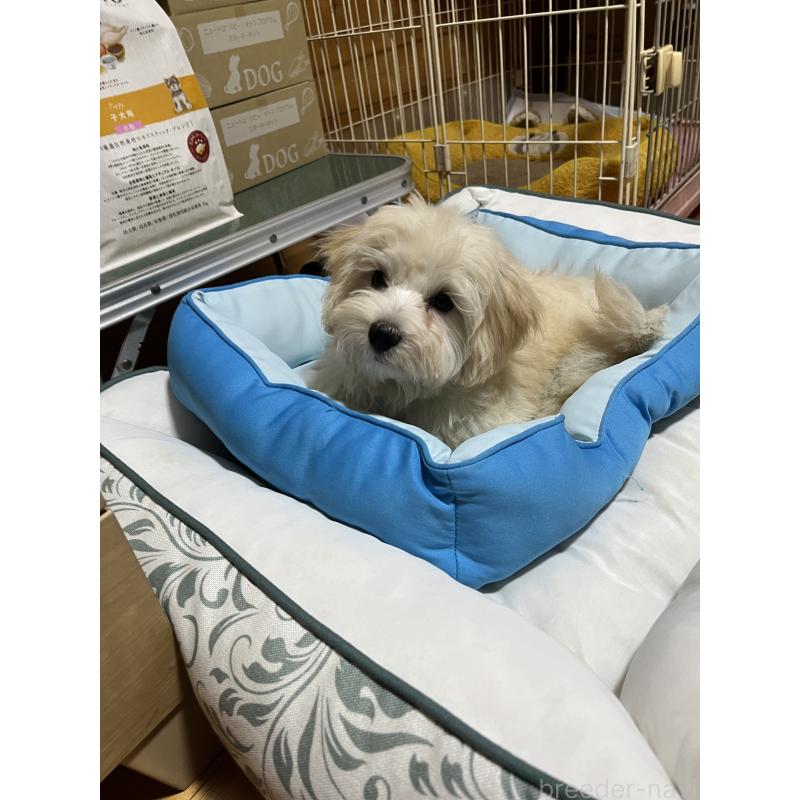 成約済の埼玉県のミックス犬-422338の2枚目