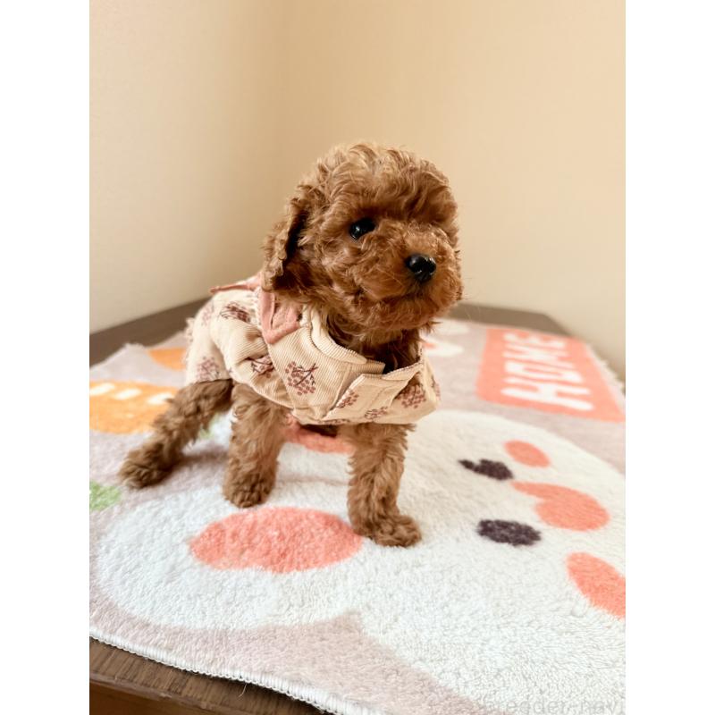 商談中の千葉県のトイプードル-432588の5枚目