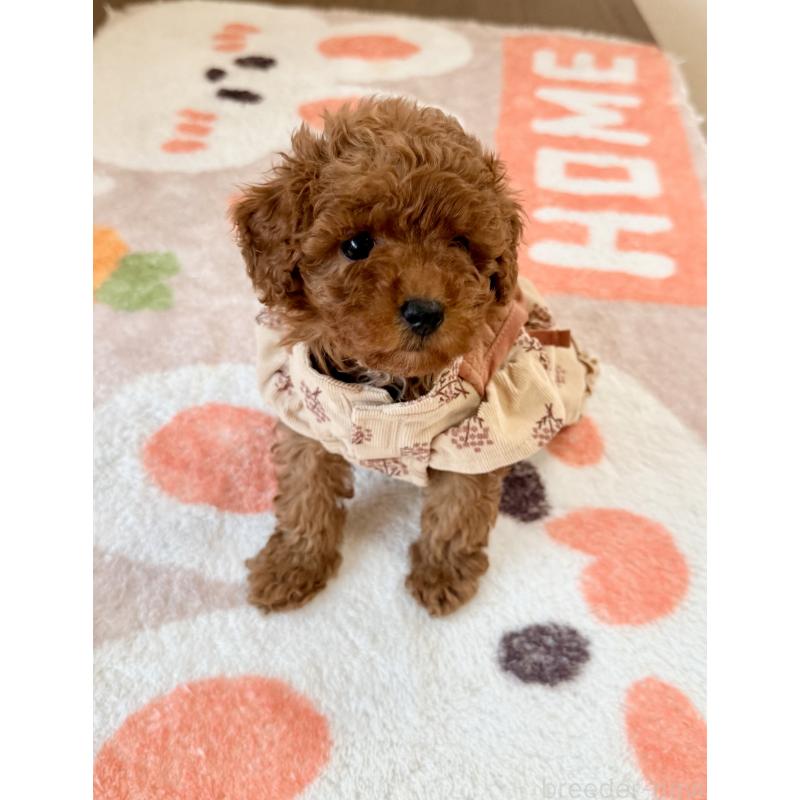 商談中の千葉県のトイプードル-432588の4枚目