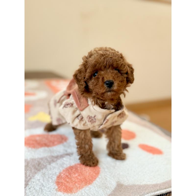 商談中の千葉県のトイプードル-432588の3枚目