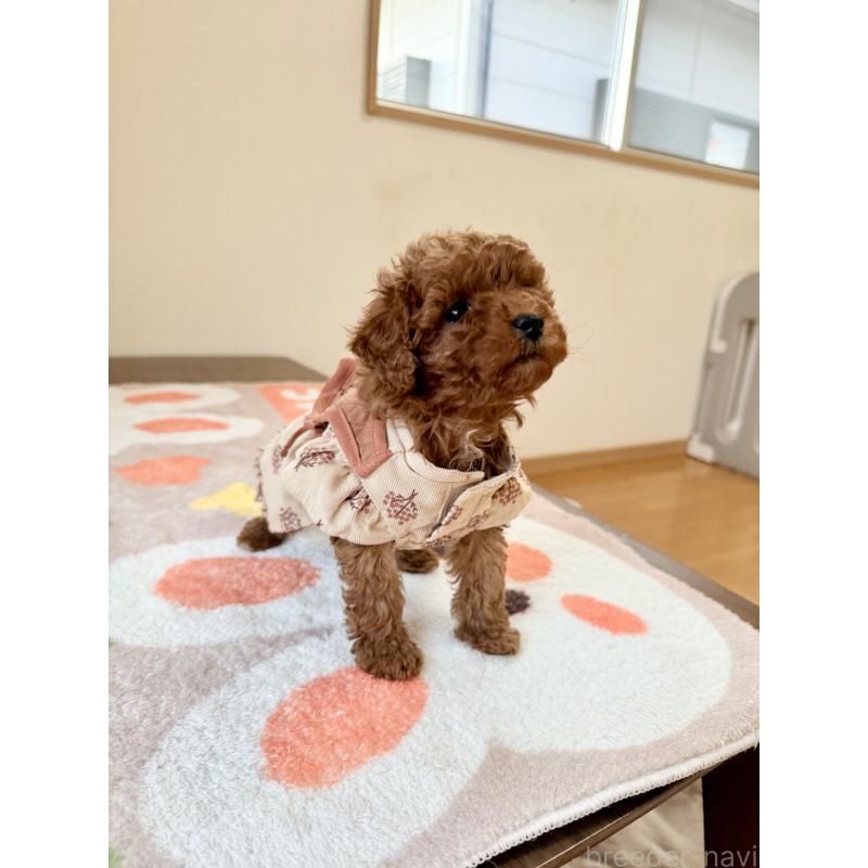 商談中の千葉県のトイプードル-432588の2枚目