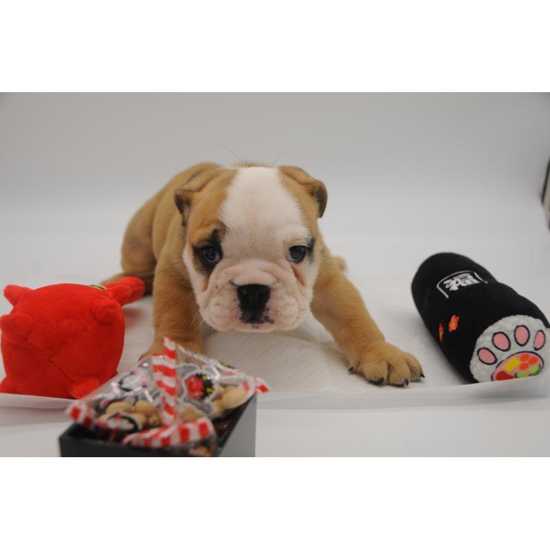 販売中の岡山県のブルドッグ-438067の7枚目