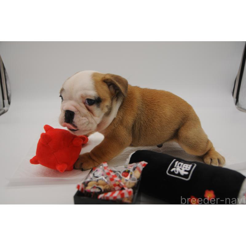 販売中の岡山県のブルドッグ-438067の6枚目