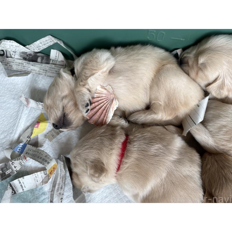 販売中の岡山県のゴールデンレトリーバー-438068の6枚目