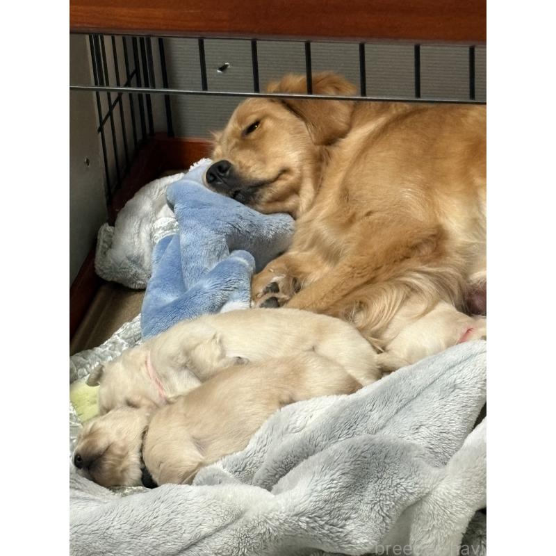 販売中の岡山県のゴールデンレトリーバー-438068の5枚目