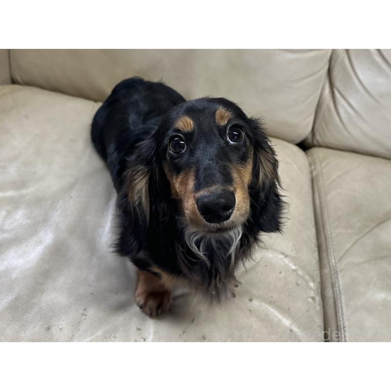 販売中の北海道のミニチュアダックスフンド(ロングヘアード)-400687の8枚目