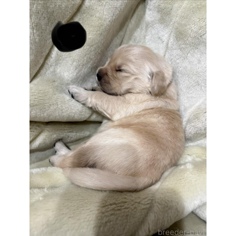 販売中の岡山県のゴールデンレトリーバー-438068の4枚目