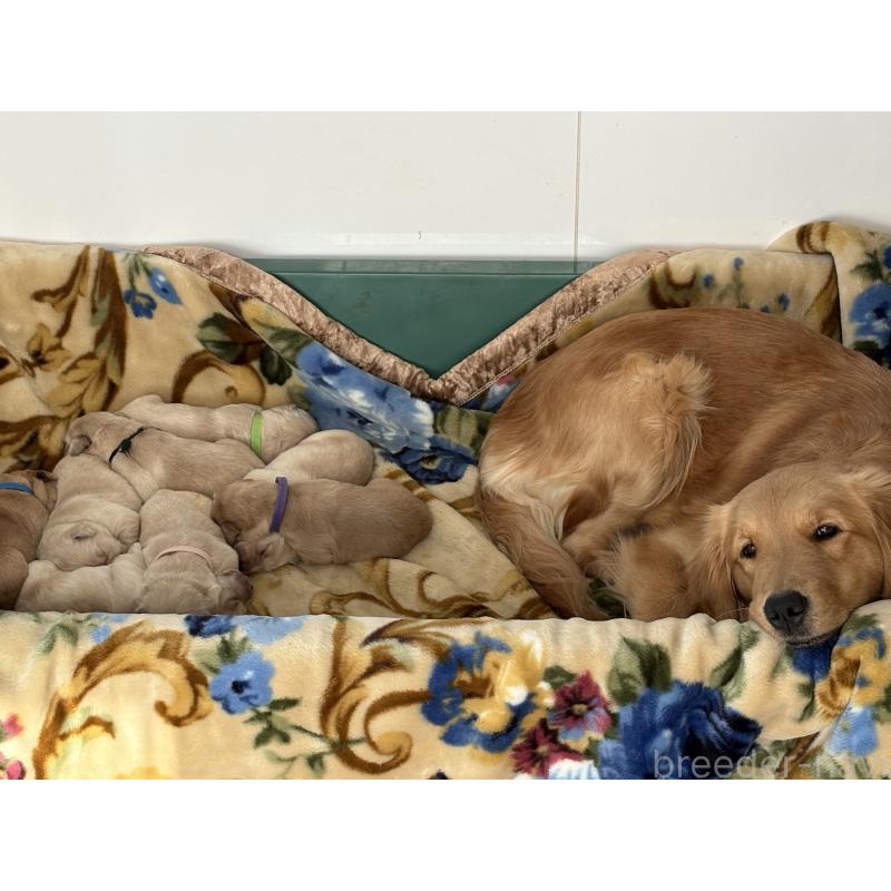 販売中の岡山県のゴールデンレトリーバー-438068の3枚目
