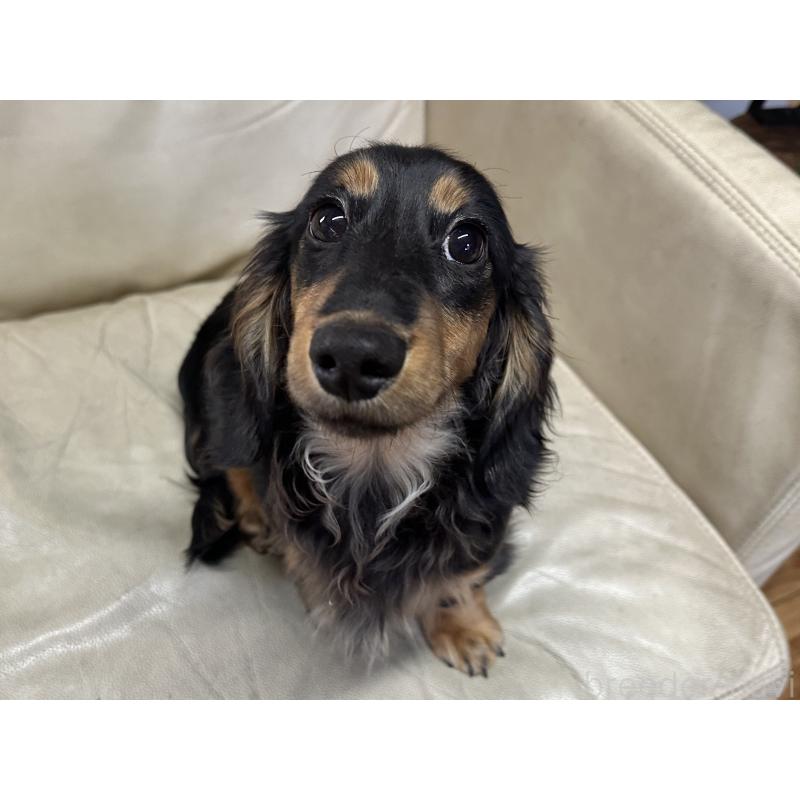 販売中の北海道のミニチュアダックスフンド(ロングヘアード)-400687の6枚目