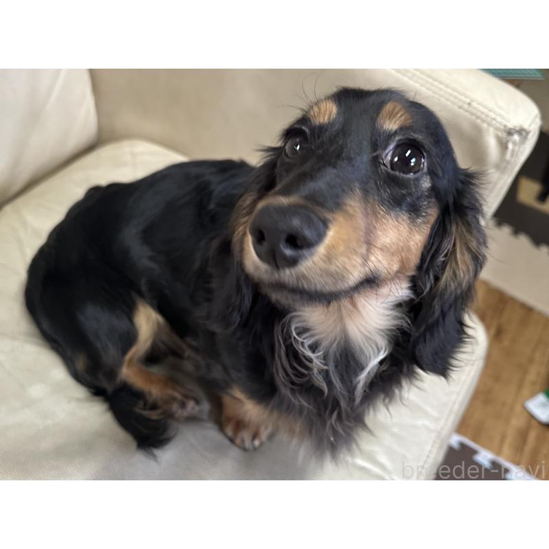 販売中の北海道のミニチュアダックスフンド(ロングヘアード)-400687の5枚目