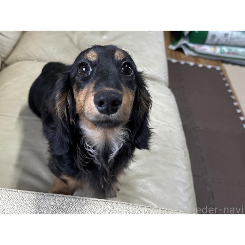 販売中の北海道のミニチュアダックスフンド(ロングヘアード)-400687の4枚目