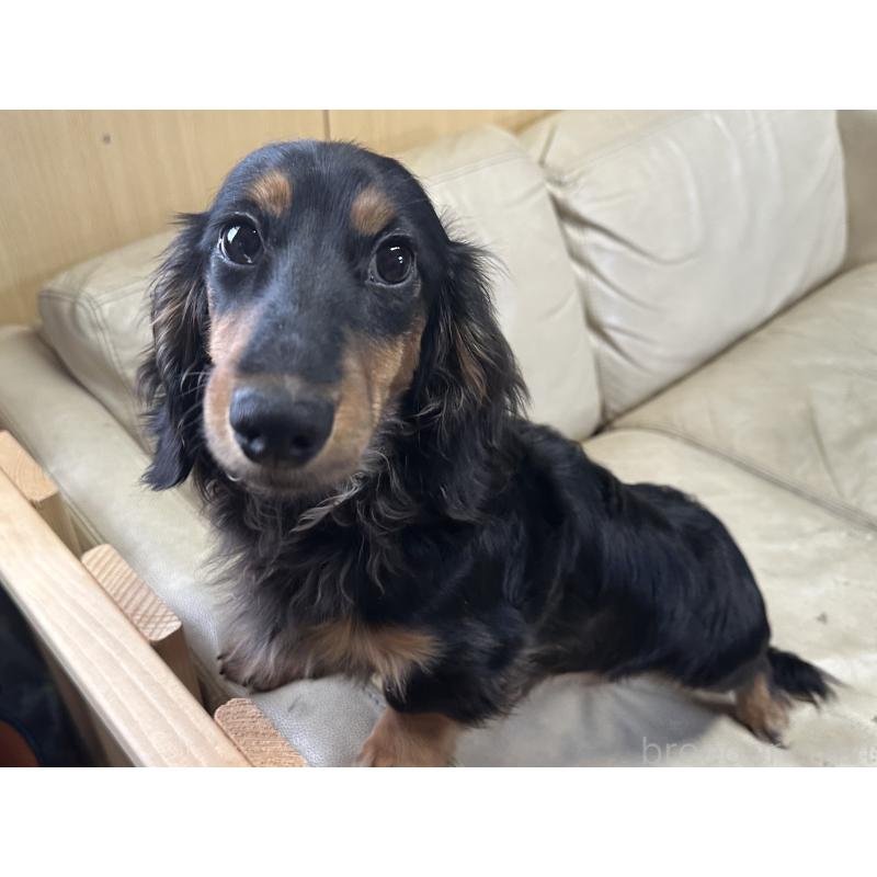 販売中の北海道のミニチュアダックスフンド(ロングヘアード)-400687の2枚目