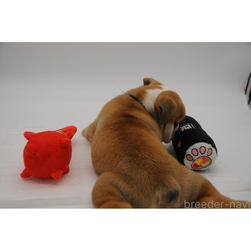 販売中の岡山県のブルドッグ-438067の4枚目