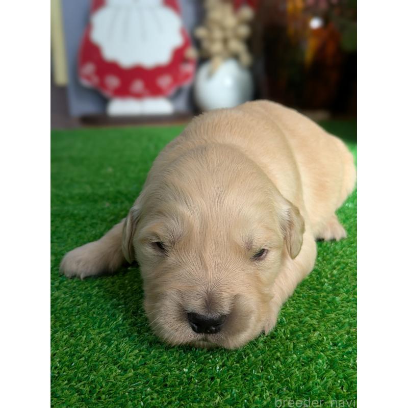 販売中の鹿児島県のゴールデンレトリーバー-438069の4枚目