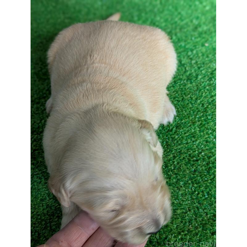 販売中の鹿児島県のゴールデンレトリーバー-438069の3枚目