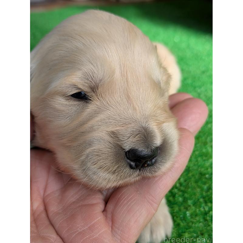 販売中の鹿児島県のゴールデンレトリーバー-438069の2枚目