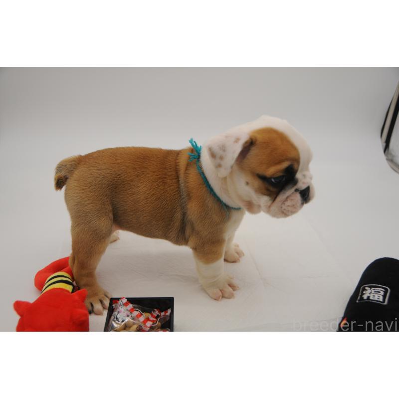 販売中の岡山県のブルドッグ-438070の3枚目