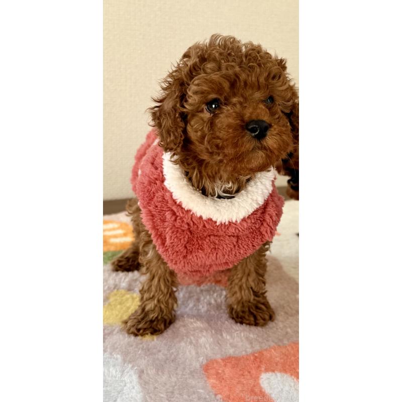 販売中の千葉県のトイプードル-432895の4枚目