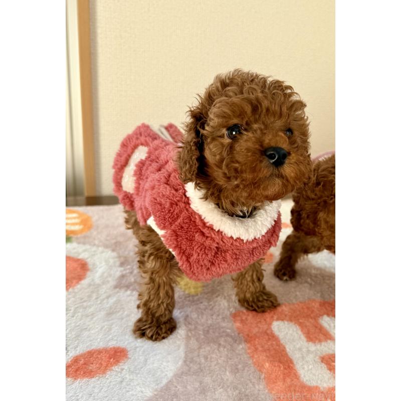 販売中の千葉県のトイプードル-432895の3枚目