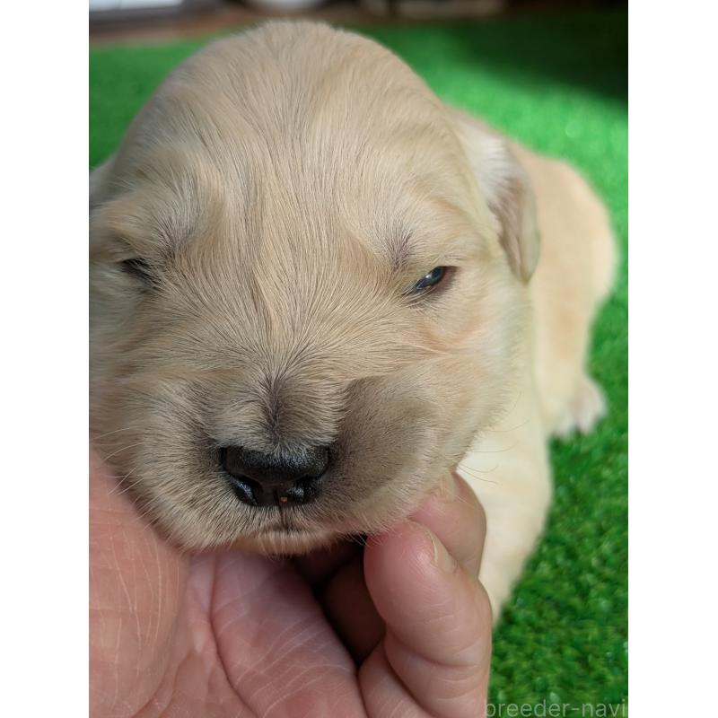 販売中の鹿児島県のゴールデンレトリーバー-438071の6枚目