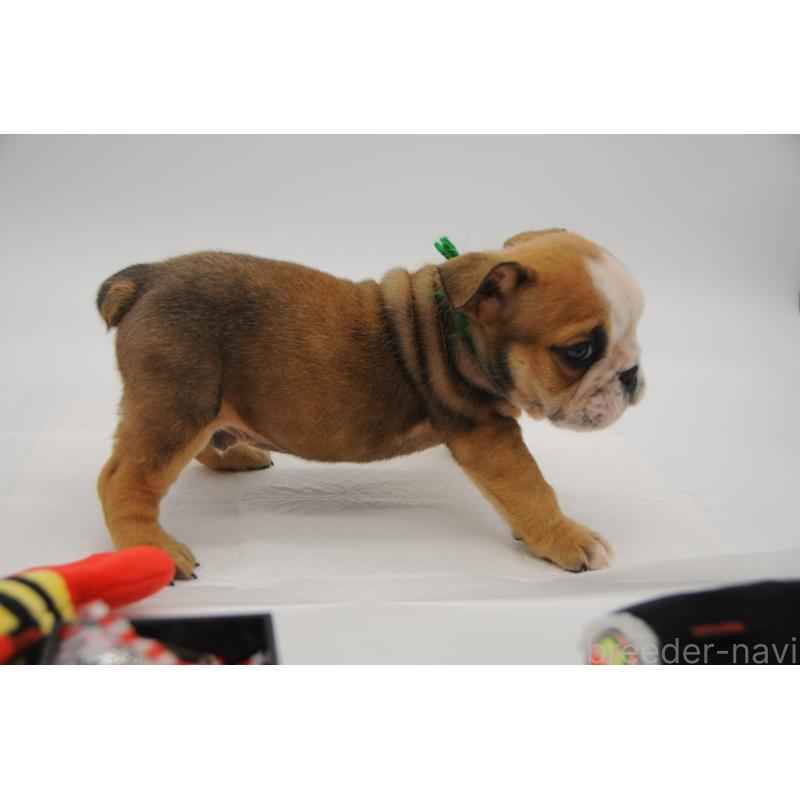 販売中の岡山県のブルドッグ-438072の4枚目