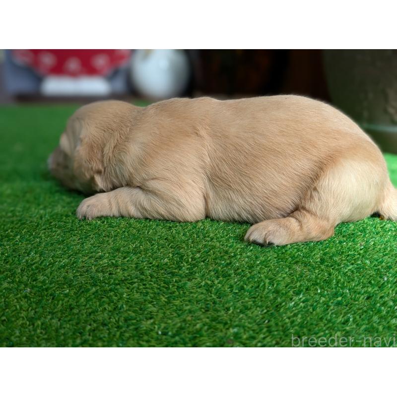 販売中の鹿児島県のゴールデンレトリーバー-438073の6枚目