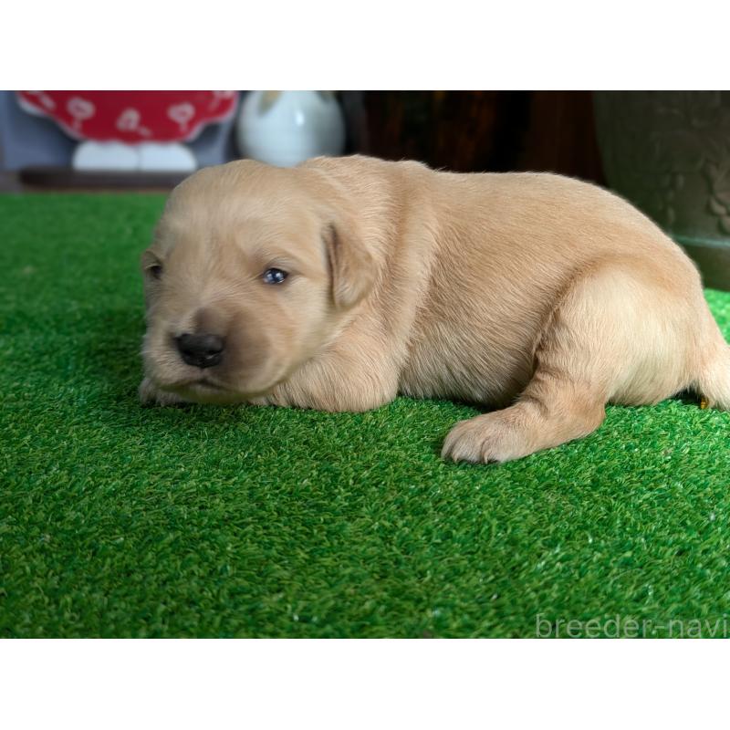 販売中の鹿児島県のゴールデンレトリーバー-438073の5枚目