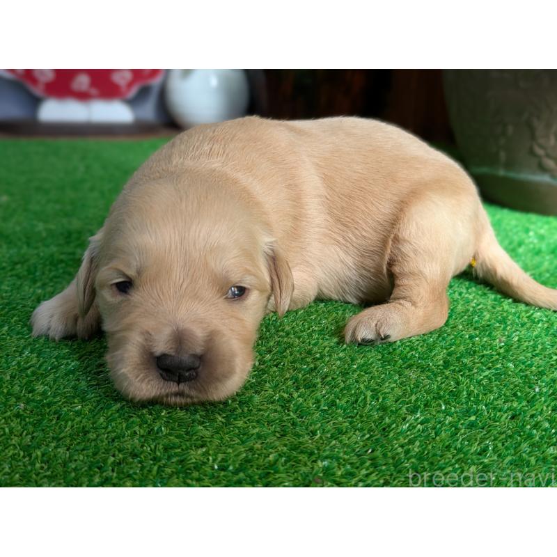 販売中の鹿児島県のゴールデンレトリーバー-438073の4枚目
