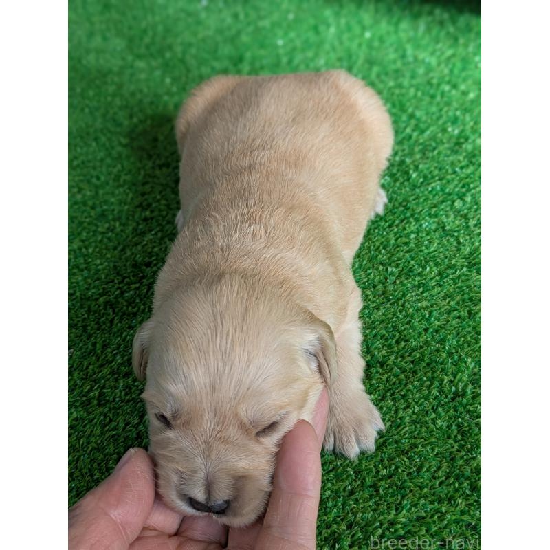 販売中の鹿児島県のゴールデンレトリーバー-438073の3枚目