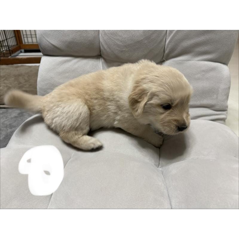 販売中の岡山県のゴールデンレトリーバー-438074の5枚目