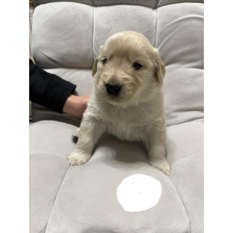 販売中の岡山県のゴールデンレトリーバー-438074の4枚目