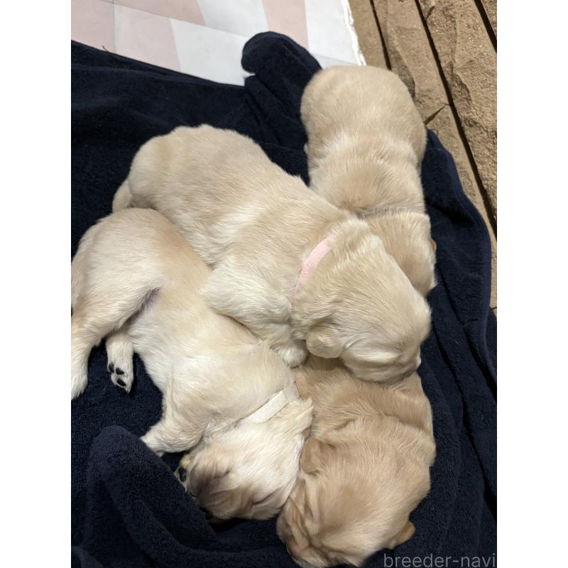 販売中の岡山県のゴールデンレトリーバー-438074の3枚目