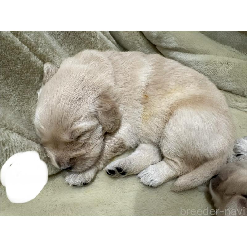 販売中の岡山県のゴールデンレトリーバー-438074の2枚目