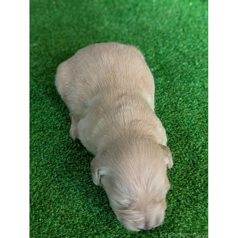 販売中の鹿児島県のゴールデンレトリーバー-438075の6枚目