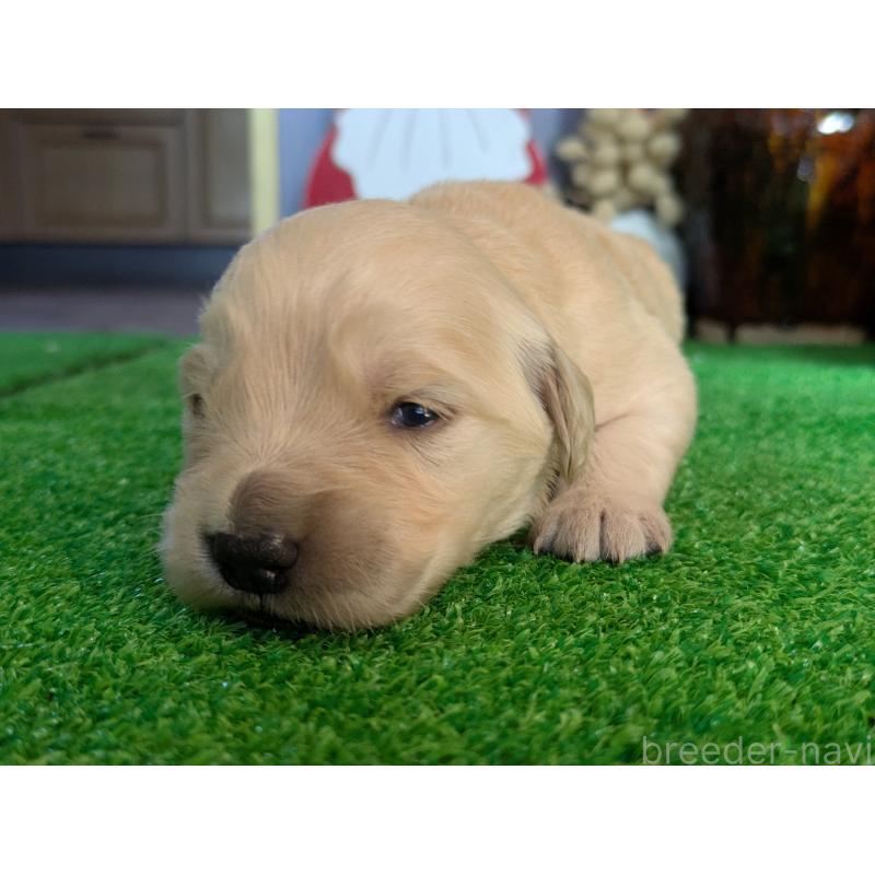 販売中の鹿児島県のゴールデンレトリーバー-438075の5枚目