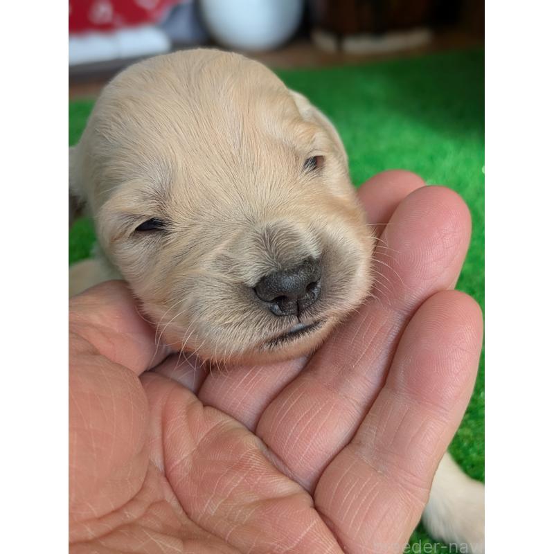 販売中の鹿児島県のゴールデンレトリーバー-438075の3枚目